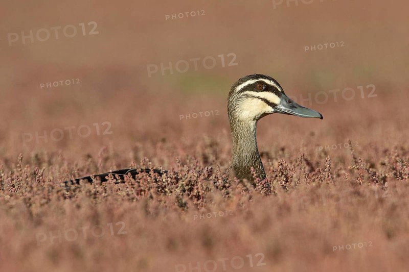 Pacific Black Duck (Anas superciliosa), Victoria, Australia