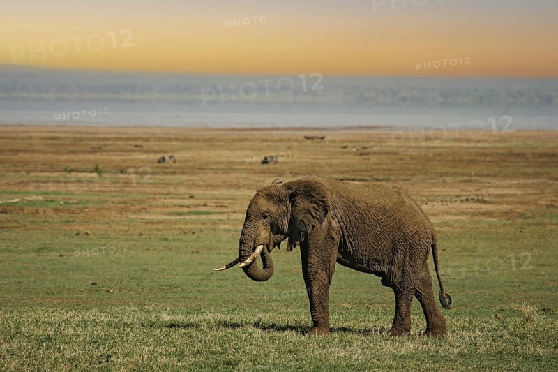 African elephant (Loxodonta africana) lonely elephant bull in savanna, Serengeti National Park; Tanzania