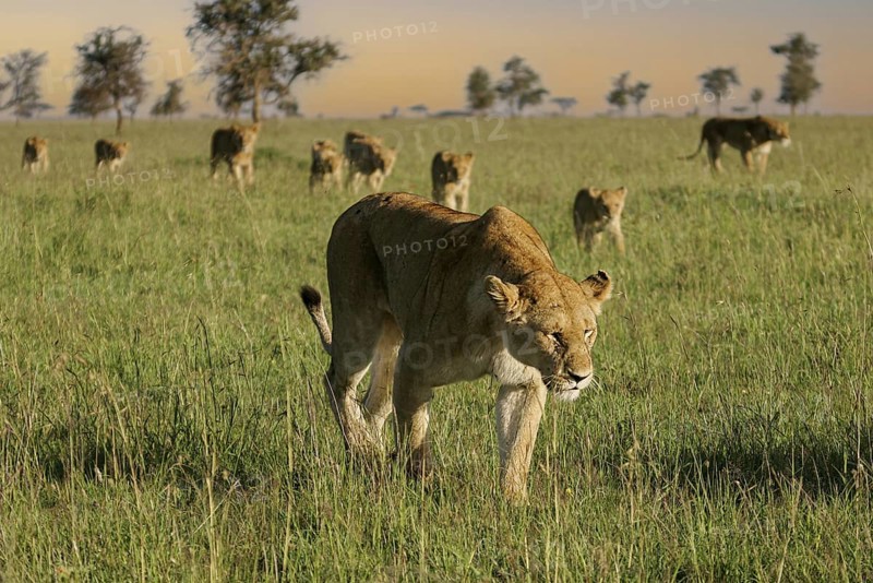 Löwe (Panthera leo), Löwenrudel mit Weibchen und Jungtieren durchstreifen zusammen die Savanne, Serengeti National Park, Tansania | African Lion (Panthera leo) pack of female lions with cubs strolling in savanna, Serengeti National Park; Tanzania