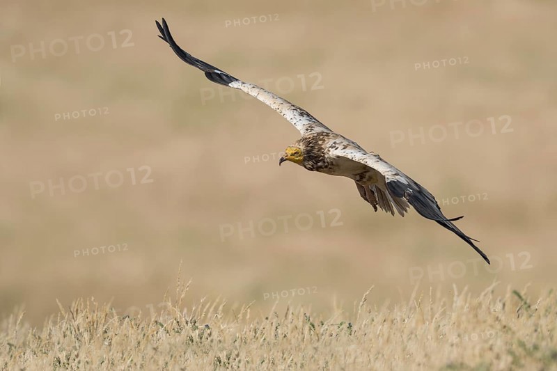 Egyptian Vulture (Neophron percnopterus) flying, Castile-La Mancha, Spain
