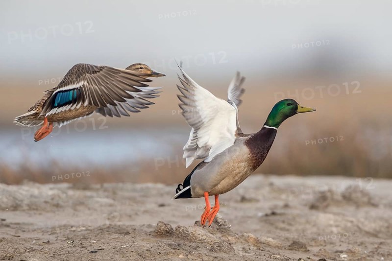 Mallard (Anas platyrhynchos) pair taking flight, Schleswig-Holstein, Germany