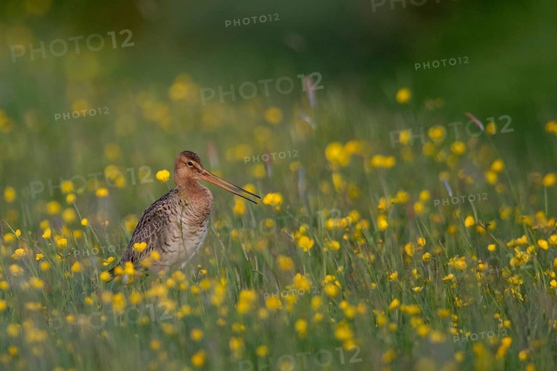Black-tailed Godwit (Limosa limosa) calling on grassland with flowering meadow buttercup (Ranunculus acris), Schleswig-Holstein, Germany