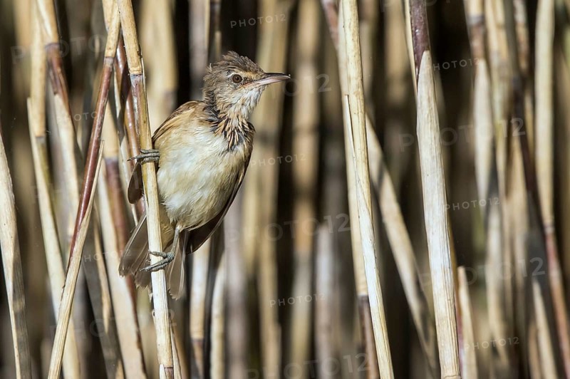 Great Reed Warbler (Acrocephalus arundinaceus) juvenile perched in reedbed, Mecklenburg-Western Pomerania, Germany