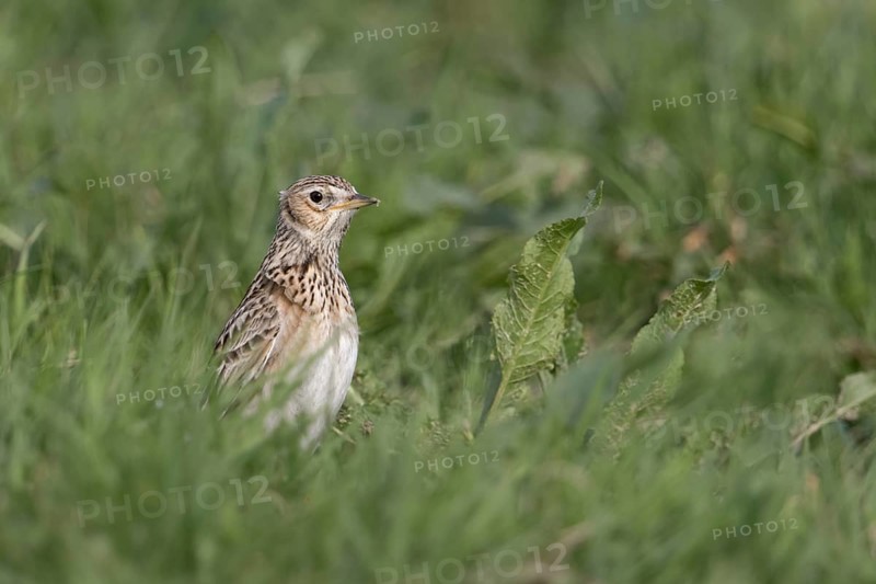 Eurasian Skylark (Alauda arvensis), Netherlands
