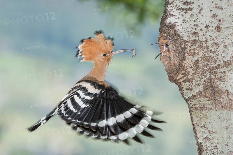 Eurasian Hoopoe (Upupa epops) feeding chick in nest hole, Aosta Valley, Italy