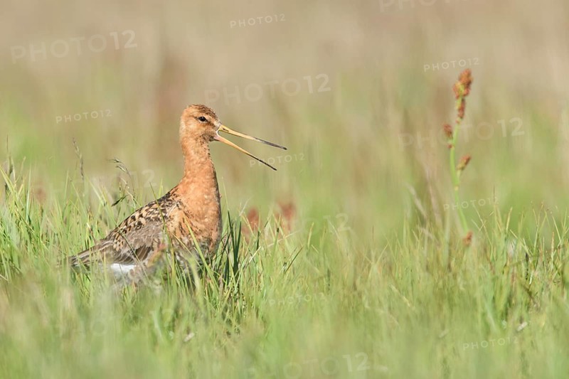 Black-tailed Godwit (Limosa limosa) calling on ground, Iceland