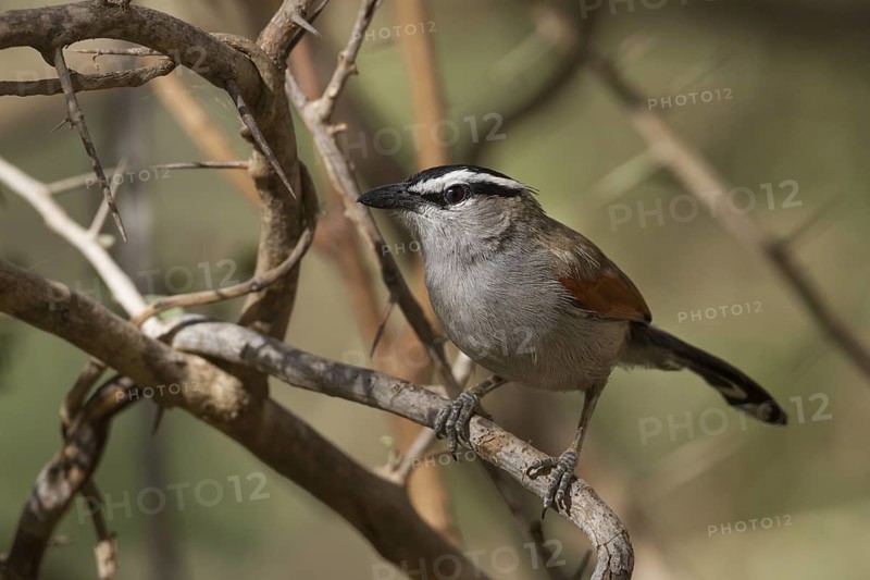 Black-crowned Tchagra (Tchagra senegalus percivali) perched on a branch, Oman