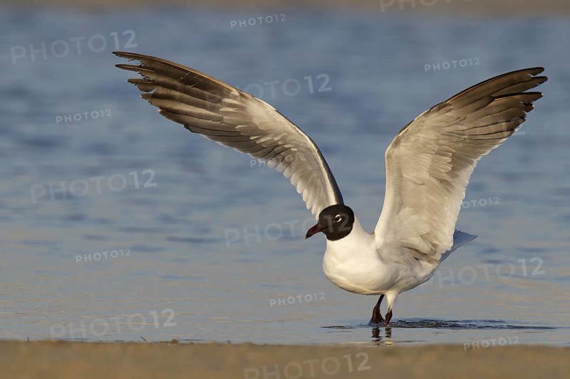 Laughing Gull (Leucophaeus atricilla), Florida, USA