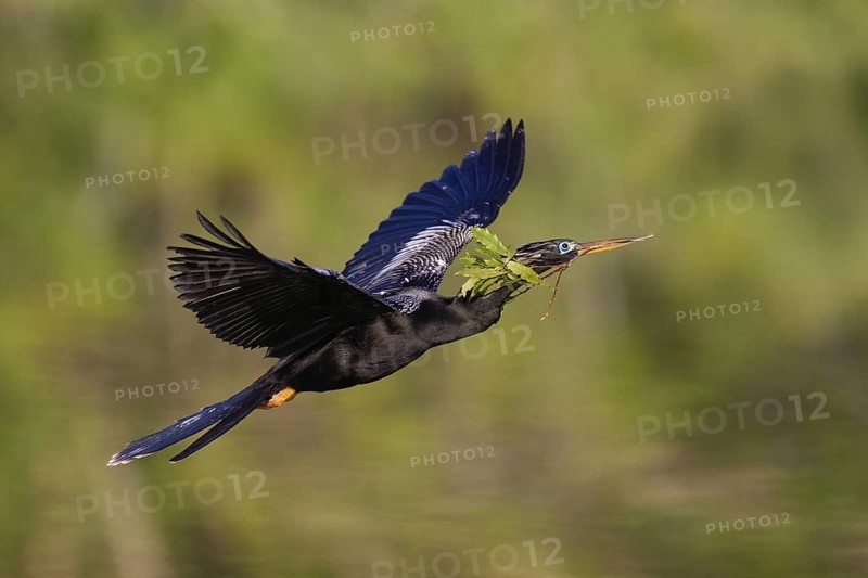 Anhinga (Anhinga anhinga) flying, Florida, USA