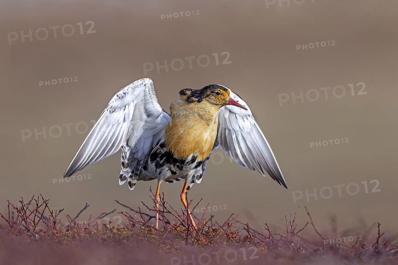 Ruff (Calidris pugnax) territorial male in breeding plumage displaying by flapping wings during courtship display at lek in spring, Scandinavia