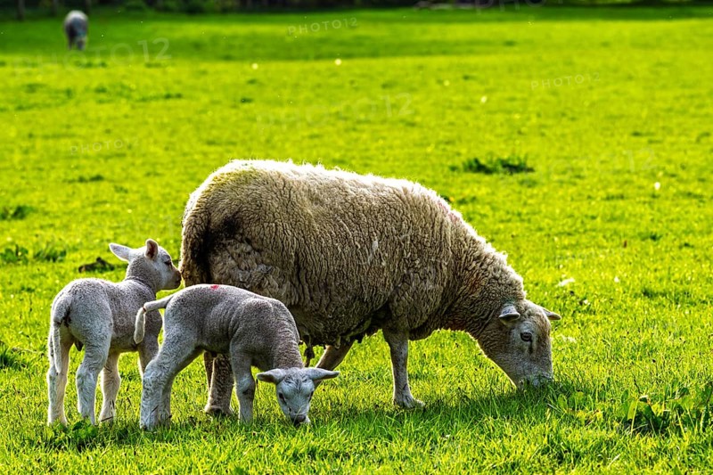 Sheep and farm in Lake District National Park, Coniston Water, Cumbria, England, United Kingdom