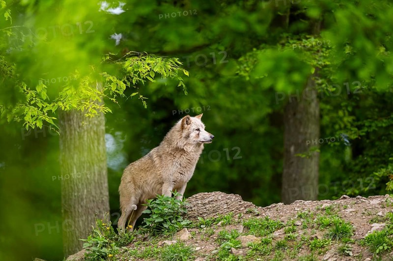 Eastern wolf (Canis lupus lycaon) standing on a little hill, Bavaria, Germany