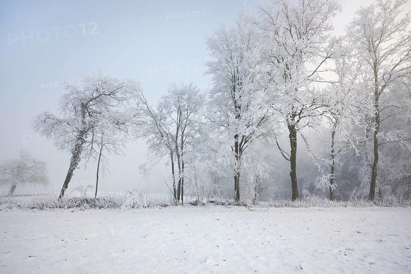 Shrubs and trees in hoarfrost and fog, Horben, Lindenberg, Freiamt, Canton Aargau, Switzerland