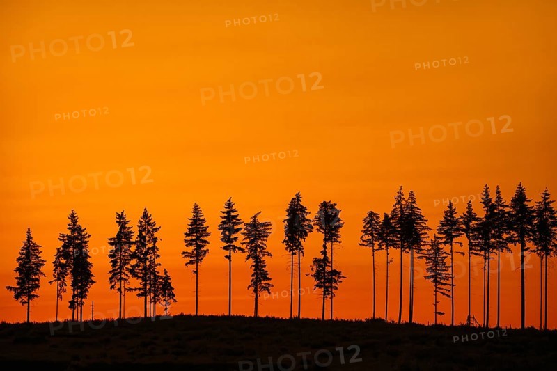 Deforestation showing few remaining spruce trees in coniferous clearcut forest, silhouetted against orange sunset sky