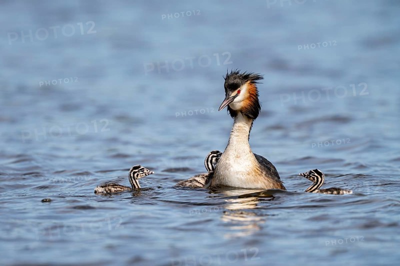 Great Crested Grebe (Podiceps Scalloped ribbonfish), with chicks, Vulkaneifel, Rhineland-Palatinate, Germany