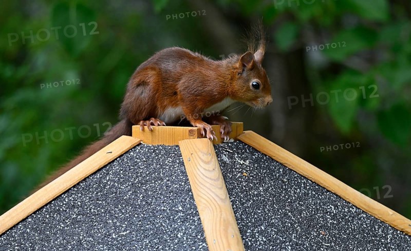 Eurasian red squirrel (Sciurus vulgaris), sitting on a bird feeder, Stuttgart, Baden-Württemberg, Germany