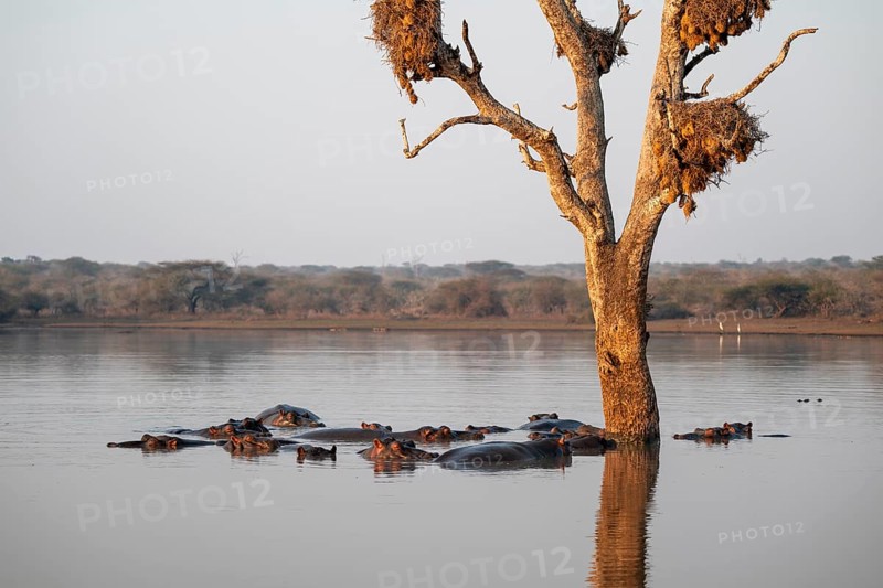 Hippos (Hippopatamus amphibius), group in the water in the morning light under a tree full of birds' nests, with reflection, adult, Kruger National Park, South Africa