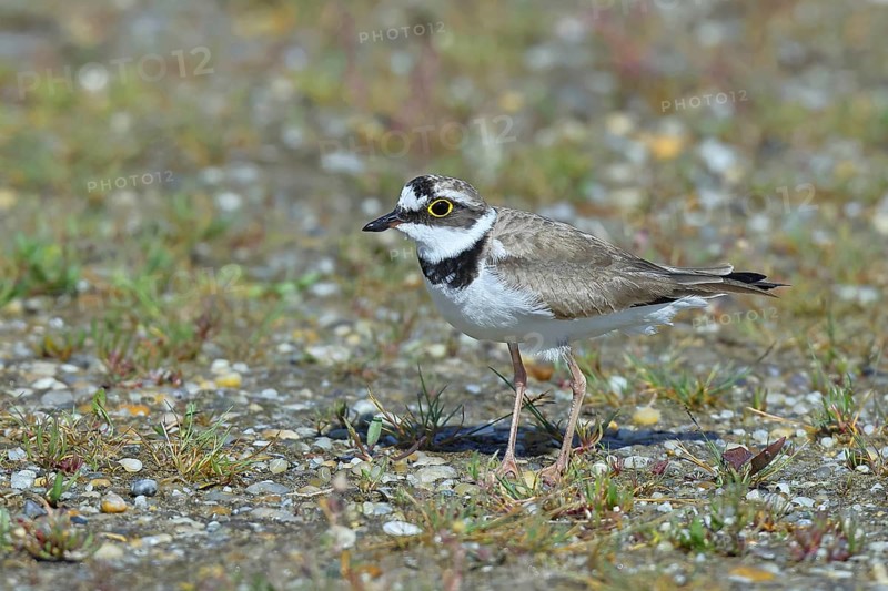 Little Ringed Plover (Charadrius dubius) adult bird standing on a gravel bank at the lakeshore, Wildlife, Lake Neusiedl National Park, Burgenland, Austria
