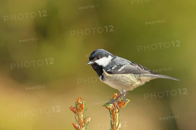 Fir tit (Parus ater), sitting on the top of a young spruce, European spruce (Picea abies), Wilnsdorf, North Rhine-Westphalia, Germany