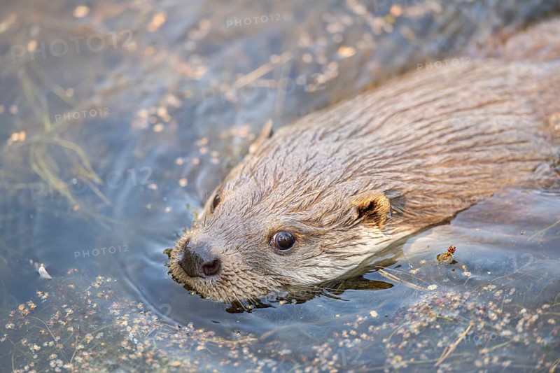 Eurasian otter (Lutra lutra) swimming in the water, Hesse, Germany