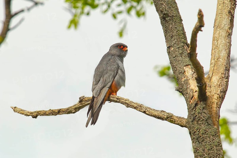 Red-footed falcon (Falco vespertinus), male sitting on a branch, wildlife, nature photography, Kiskunsági Nemzeti Park, Kiskunság National Park, Nagyallas, Nemzeti National Park, Hungary