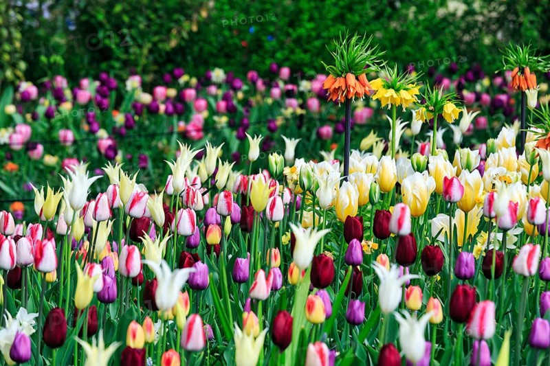Different coloured tulips (Tulipa), colourful tulip bed, Keukenhof gardens, Lisse, Bollenstreek, South Holland, Netherlands