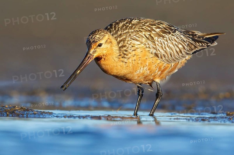 Bar-tailed Godwit (Limosa lapponica) feeding along a river in Nome, Alaska