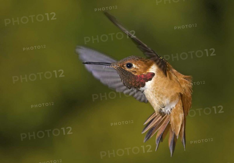 Rufous Hummingbird (Selasphorus rufus) male, British Columbia, Canada