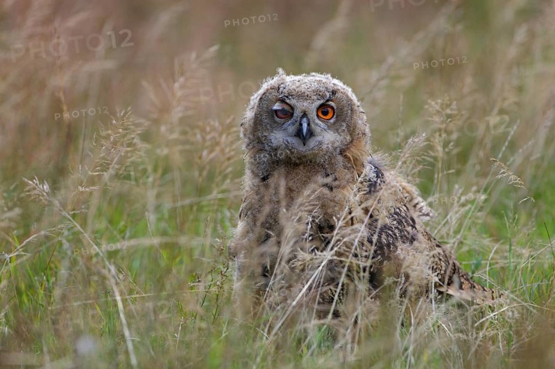 Europäischer Uhu; lat. Bubo bubo; Ästling auf Wiese sitzend