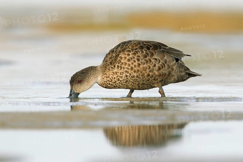 Grey Teal (Anas gracilis) foraging, Victoria, Australia