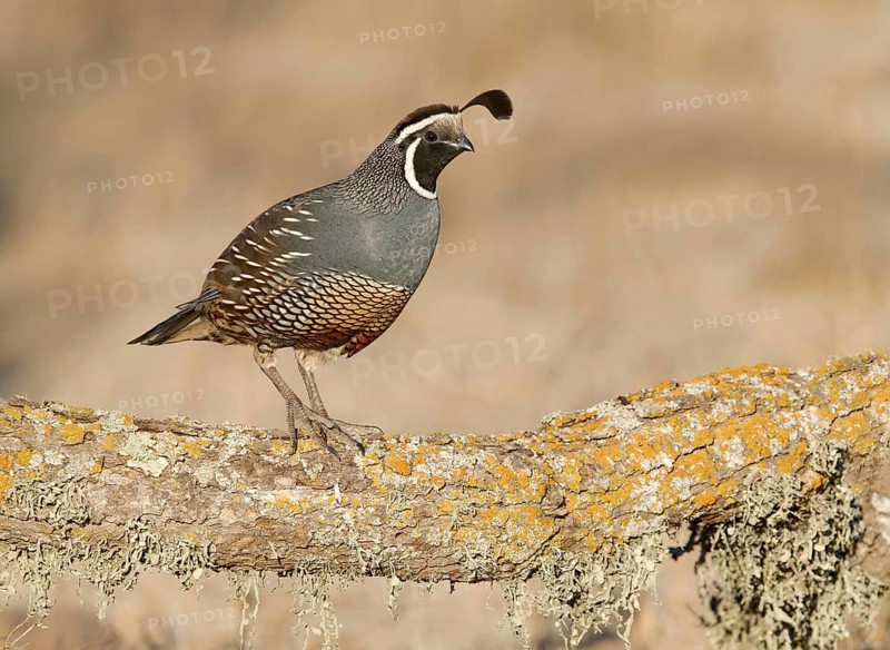 California Quail (Callipepla californica) male, California, USA
