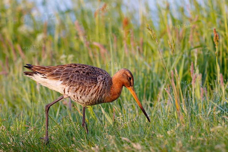 Black-tailed Godwit (Limosa limosa), Netherlands