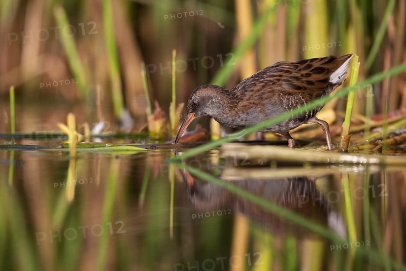 Water Rail (Rallus aquaticus) foraging, Saxony, Germany