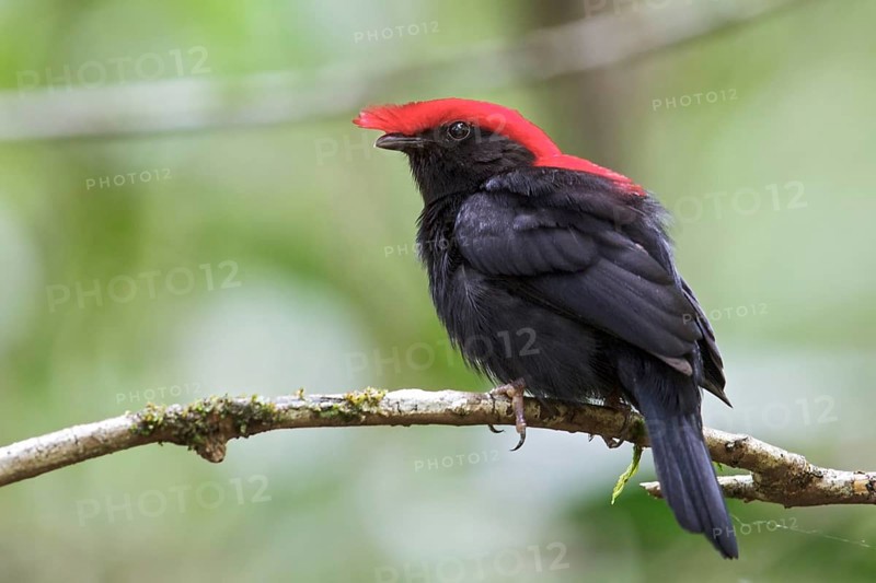 Helmeted Manakin (Antilophia galeata) perched on a branch in the Atlantic rainforest of southeast Brazil