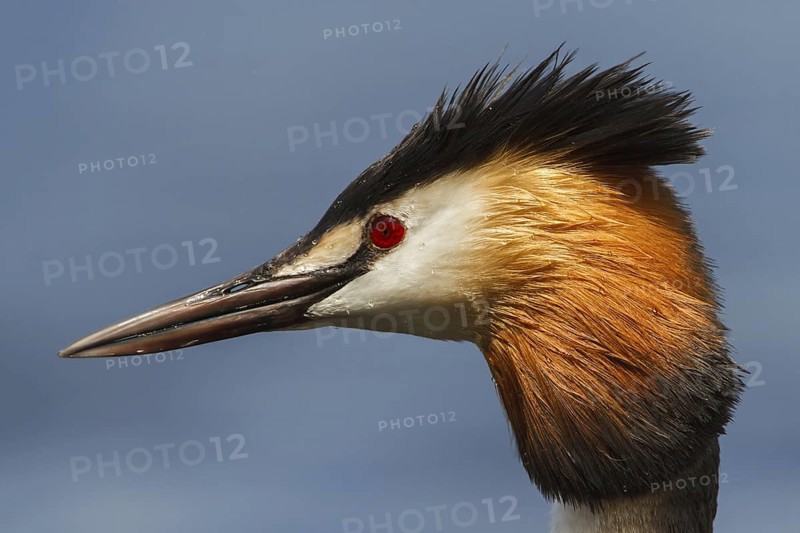 Great Crested Grebe (Podiceps cristatus), Utrecht, Netherlands