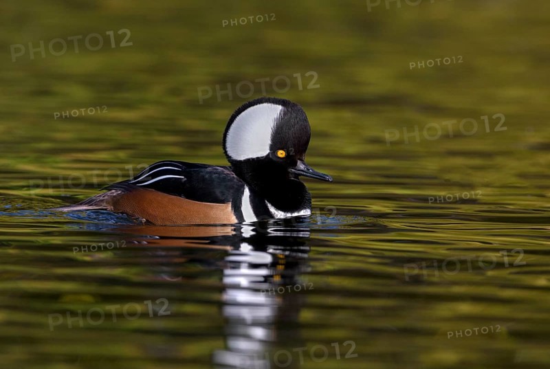 Hooded Merganser (Lophodytes cucullatus) male, British Columbia, Canada