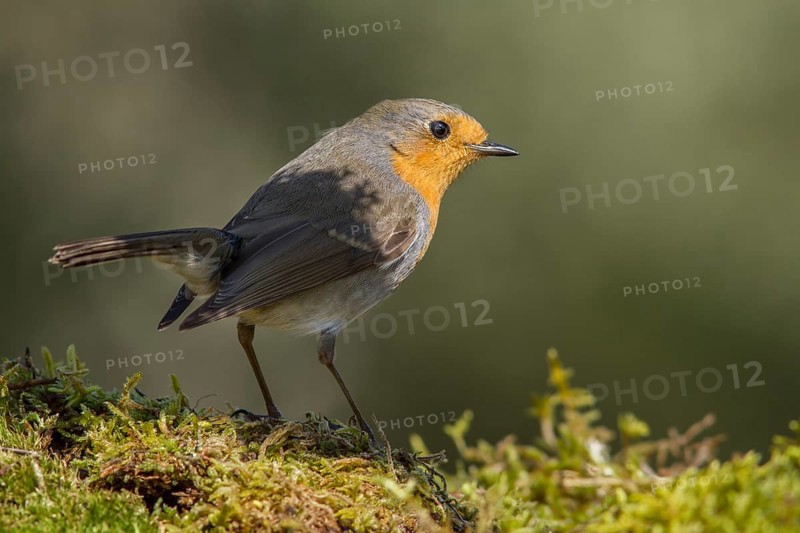 European Robin (erithacus rubecula) perched on moss, Galicia, Spain