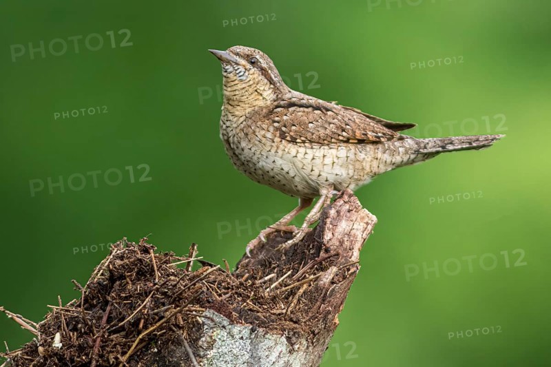 Eurasian wryneck (Jynx torquilla), on tree trunk, Castilla Leon, Spain