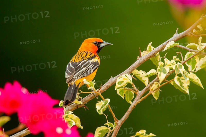 Streak-backed Oriole Icterus pustulatus microstictus El Tuito, Jalisco, Mexico 12 June Adult Male Icteridae