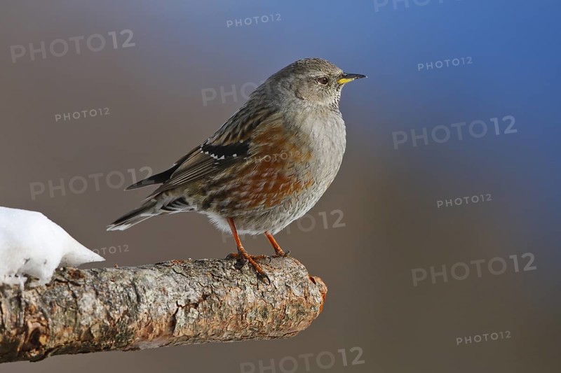 Alpine Accentor (Prunella collaris), Carinthia, Austria
