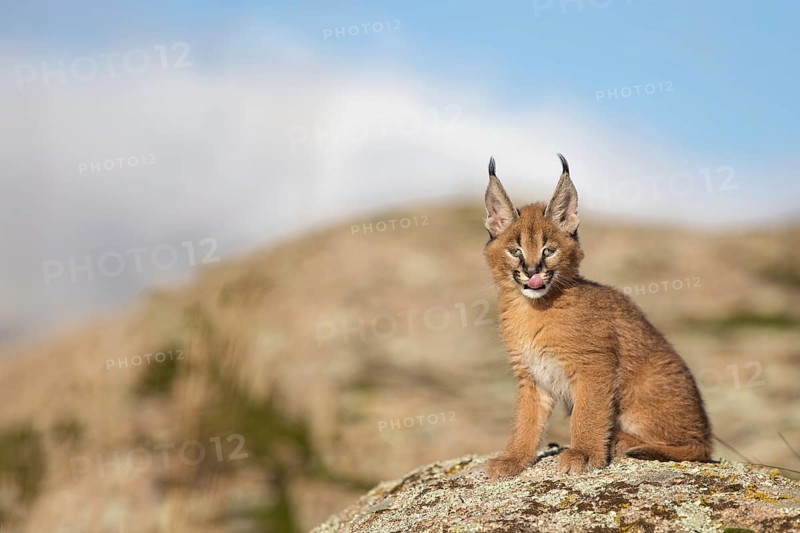 Caracal (Caracal caracal) cub sitting on rock licking its jaws, Castile-La Mancha, Spain
