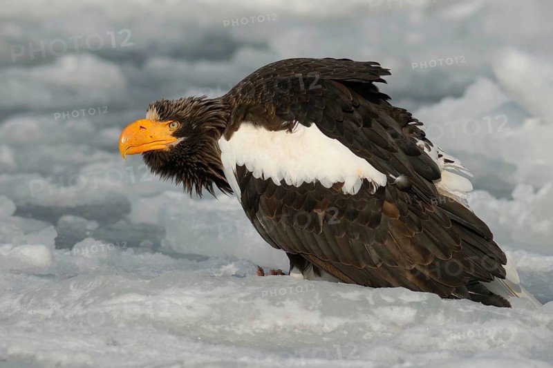 Steller's Sea Eagle (Haliaeetus pelagicus), Hokkaido, Japan