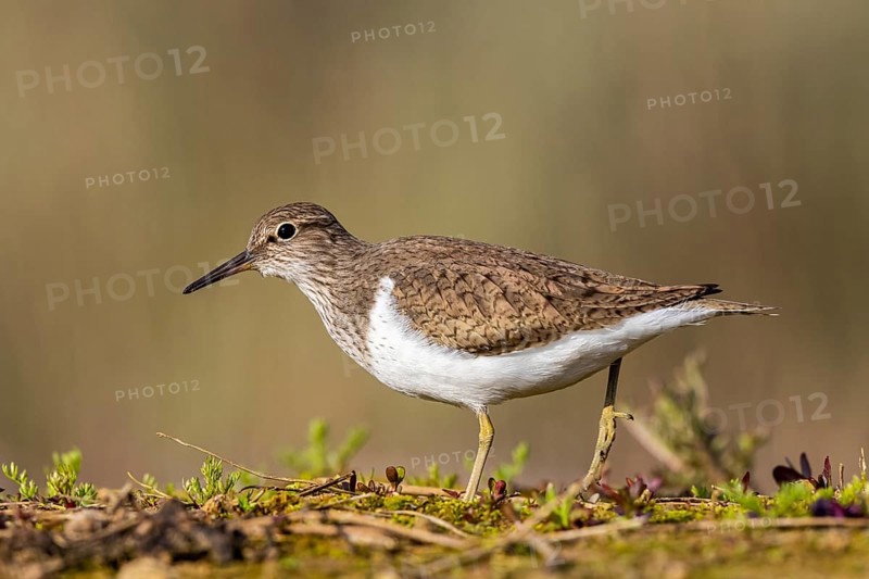 Common Sandpiper (Actitis hypoleucos), North Rhine-Westphalia, Germany