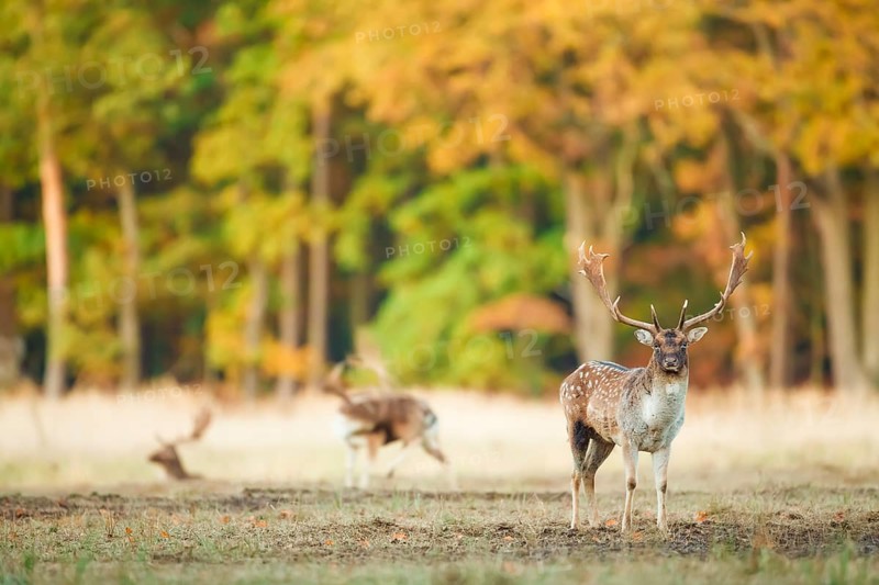 Damhirsche, Dama dama Fallow Deers, Dama dama