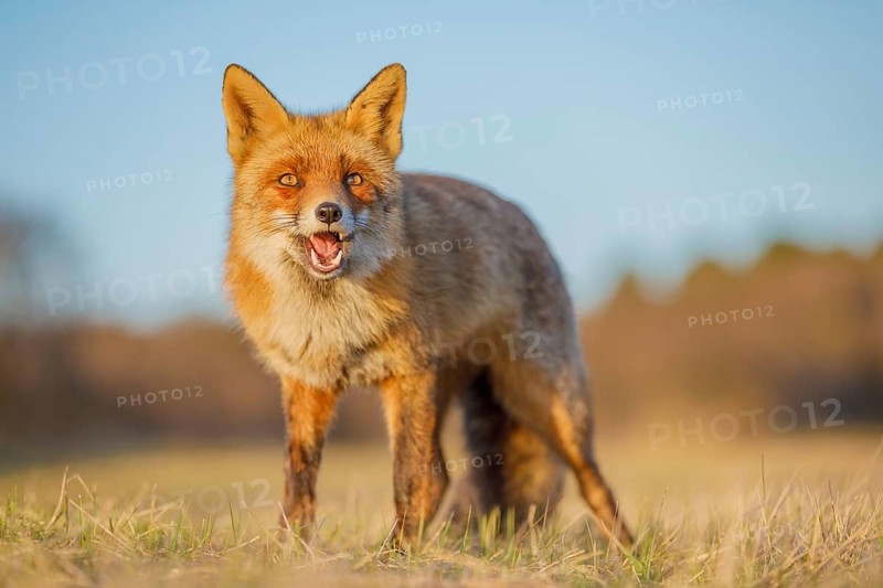 Rotfuchs, Vulpes vulpes Red Foxs, Vulpes vulpes