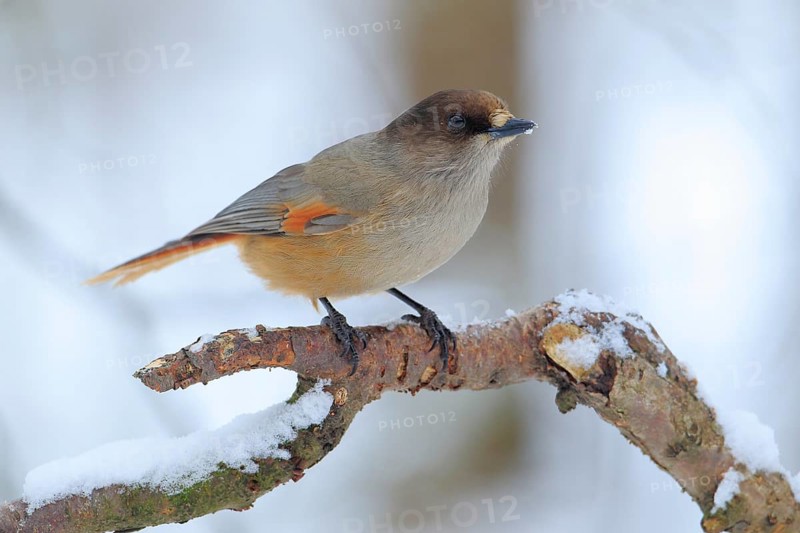 Siberian Jay (Perisoreus infaustus) perched on a branch, Lapland, Finland
