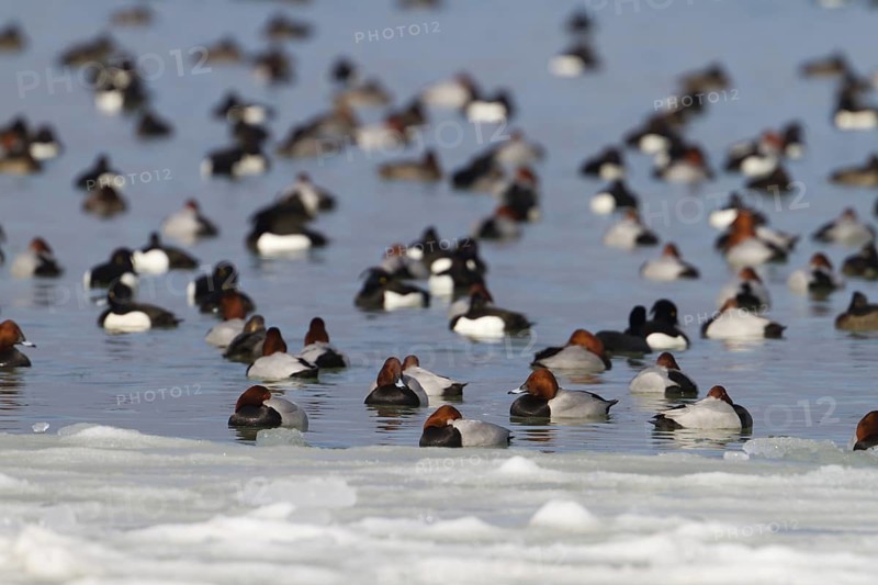 Tufted Duck & Common Pochard (Aythya fuligula & Aythya ferina), Thurgovia, Switzerland, TUDU, AYTFUL, COPO, AYTFER