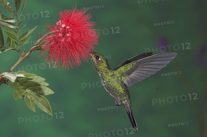 Green-crowned Brilliant (Heliodoxa jacula), Costa Rica