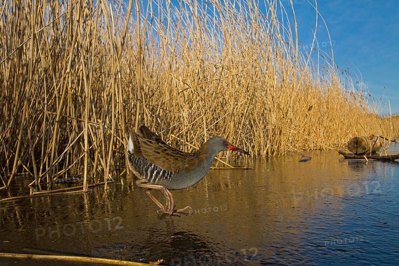 Water Rail (Rallus aquaticus), Cheshire, United Kingdom
