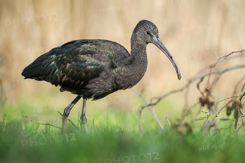 Glossy Ibis (Plegadis falcinellus), Schleswig-Holstein, Germany